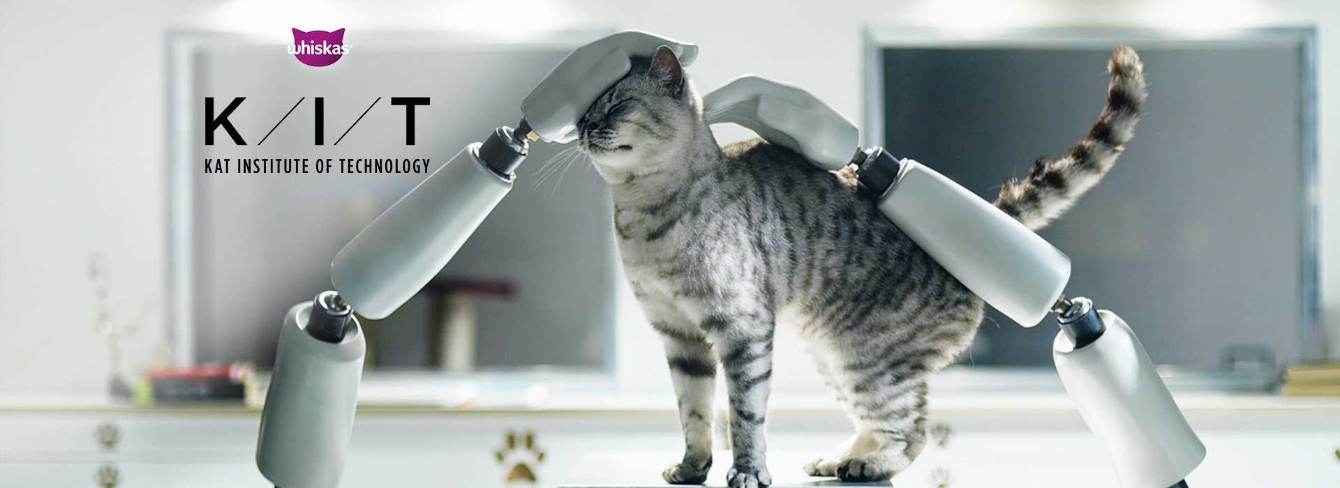 Opieka nad kotem – poradnik