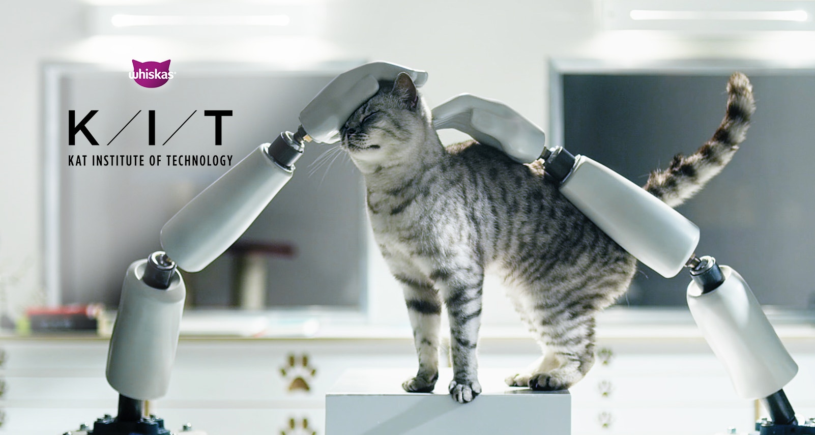 Wszystko o żywieniu kotów