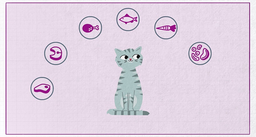 Co znajduje się w karmie dla kotów Whiskas® i jak ona powstaje?