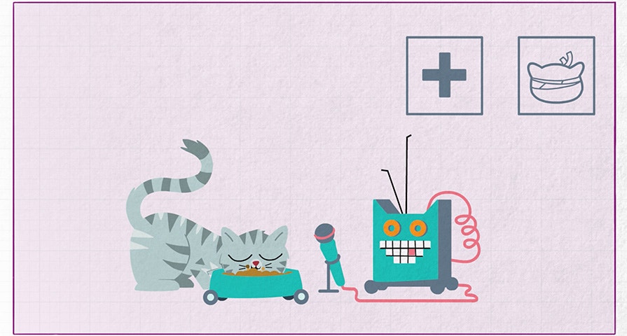 Opieka nad kotem – poradnik