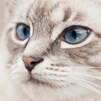 Rasy Kotów O Niebieskich Oczach