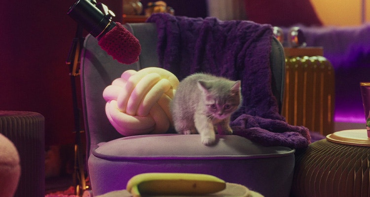 Dieta dla małego kota