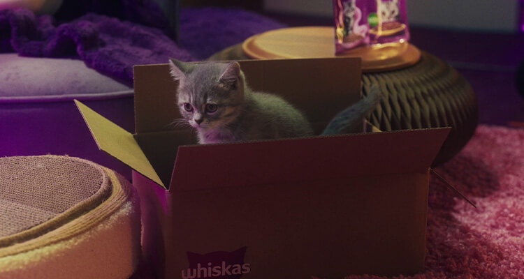 Kot w nowym domu - jak długo trwa proces aklimatyzacji?