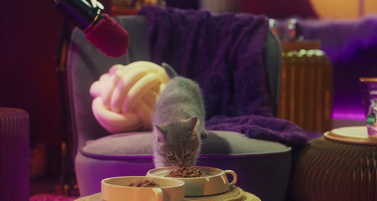 Co oznacza mruczenie mojego kociaka?