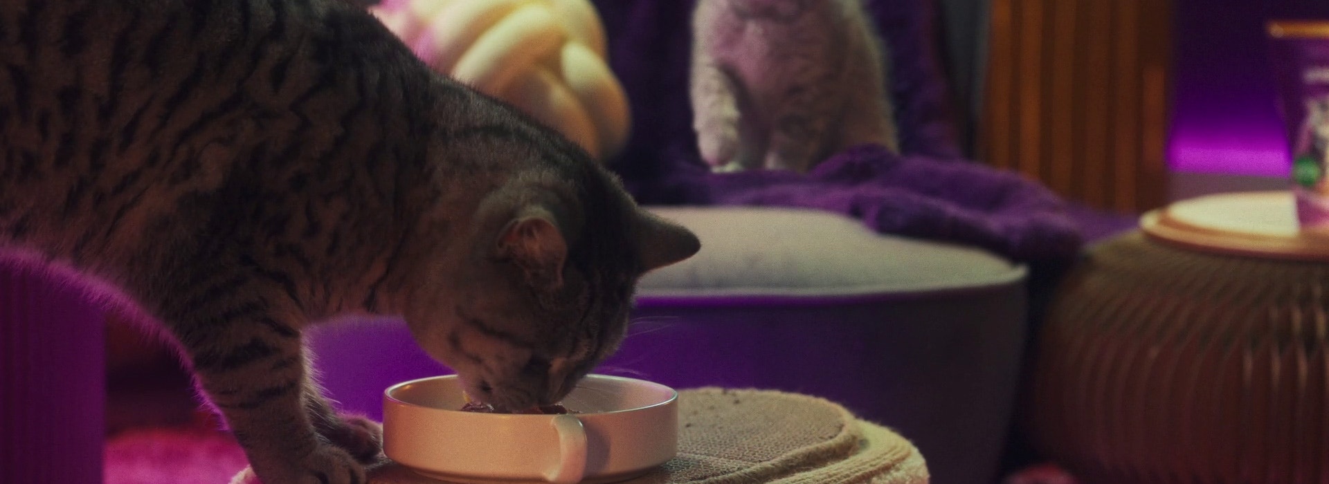 Przestawienie na jedzenie dla kotów dorosłych