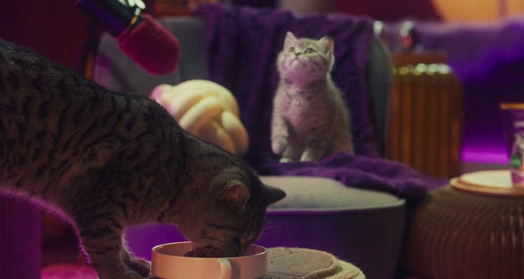 Przestawienie na jedzenie dla kotów dorosłych