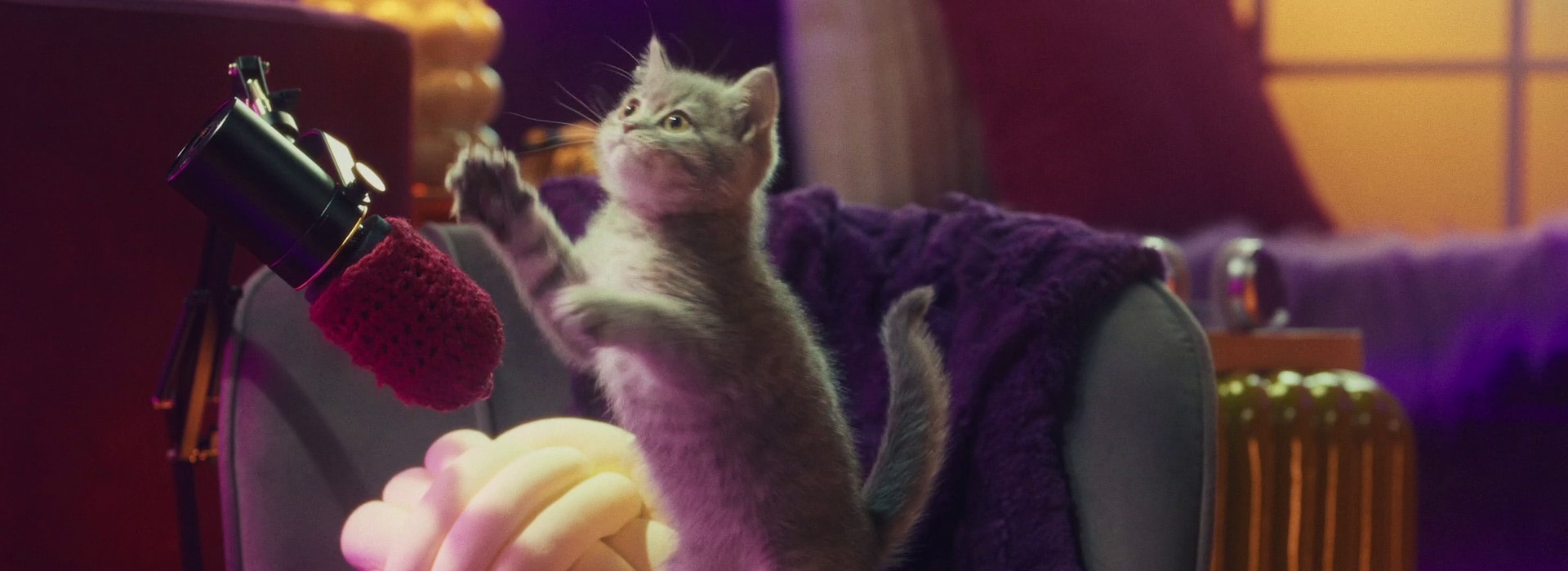 Mruczenie i kocie nawoływania