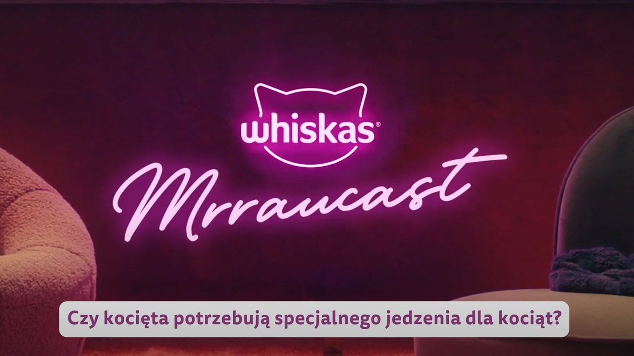 Dieta dla małego kota