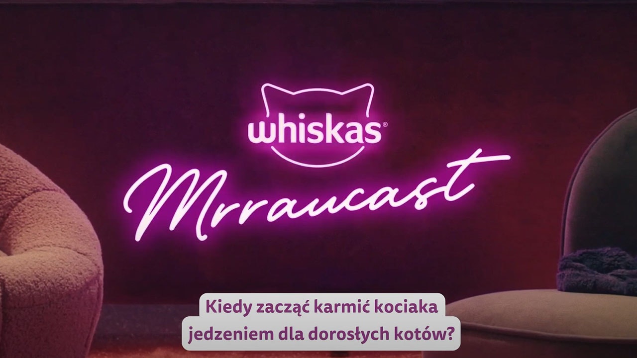 Przestawienie na jedzenie dla kotów dorosłych