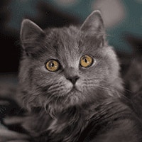 Brytyjski Długowłosy