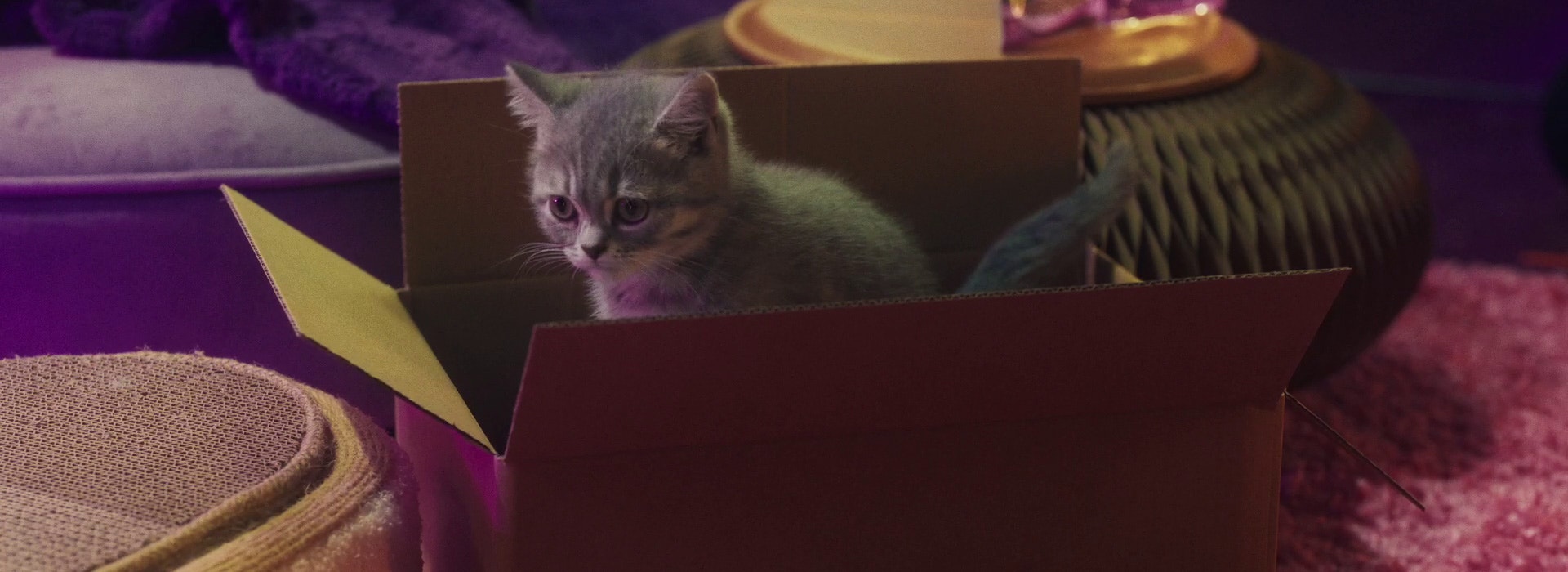 Kot w nowym domu - jak długo trwa proces aklimatyzacji?