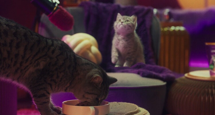 Przestawienie na jedzenie dla kotów dorosłych