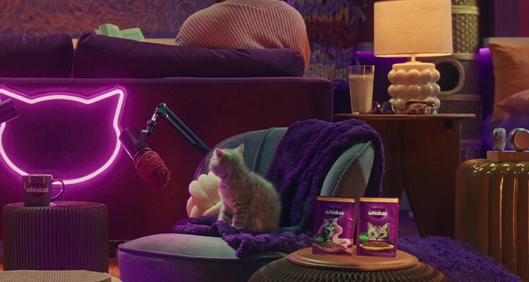 Woda dla kota - czy kot może pić wodę?