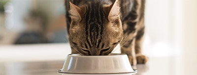 Najlepsza karma dla kota - co podawać naszemu podopiecznemu?