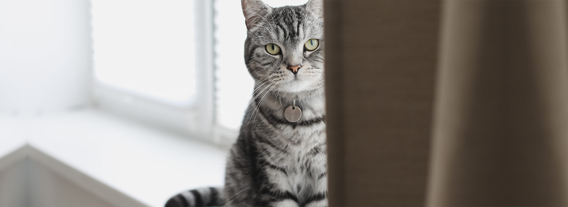 Senior Whiskas