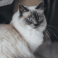 Balijski 