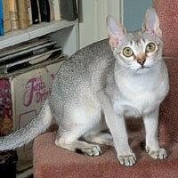Singapurski