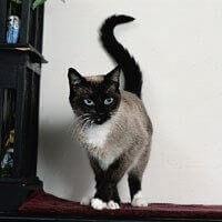 Snowshoe