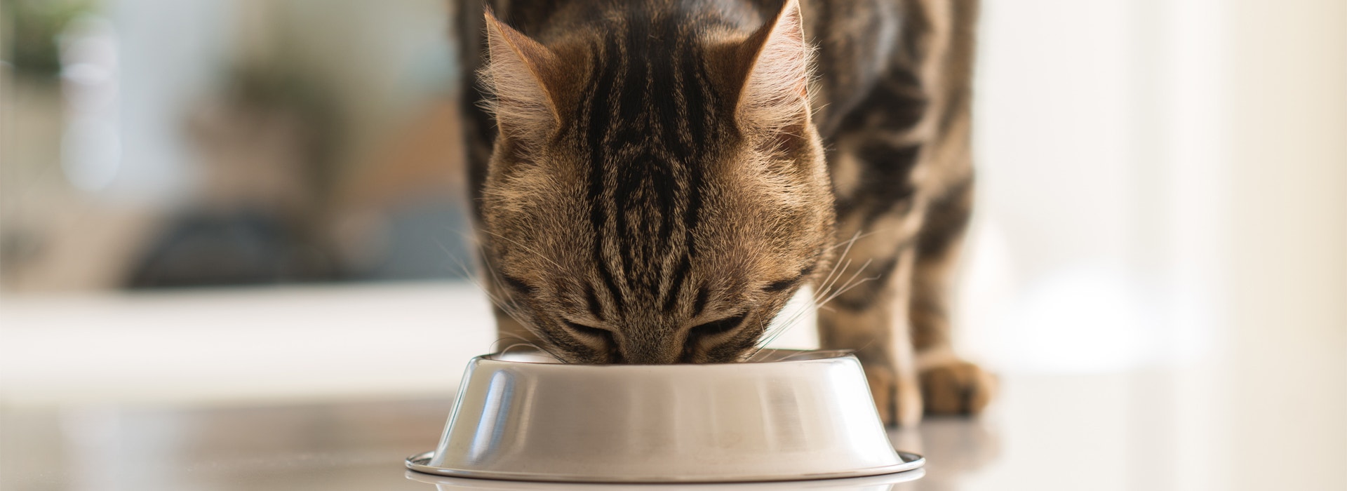 alimentation-chat-age-les-quantites-a-donner.jpg