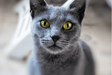 czy-kot-moze-jesc-ziemniaki_optimized_1597761565626.png