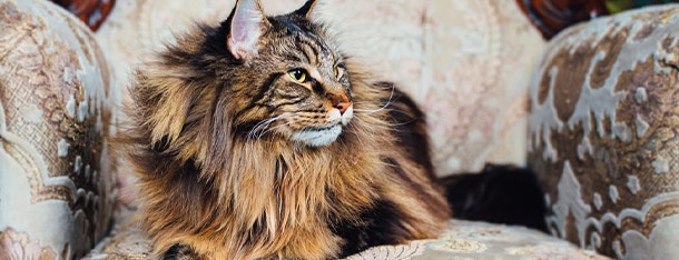 karma-dla-maine-coon-czy-rozni-sie-od-karmy-dla-dachowca_-min-min_1606217665419.jpeg