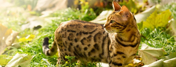 mars-whiskas-najdroaesze-koty_1623324047796.jpeg