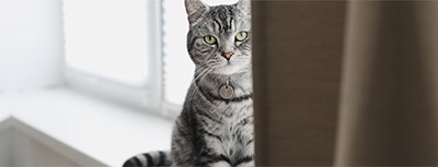 Kot w domu – jak zaopiekować się kotem domowym?