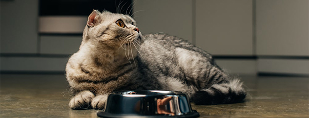 Ile kot powinien jeść? Poradnik jak karmić, ale nie przekarmić kota