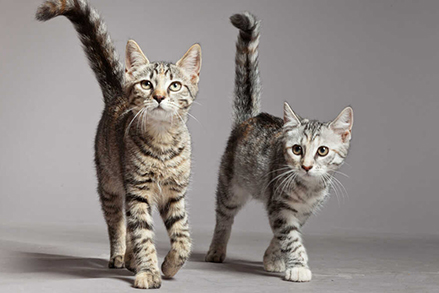 Kot nie chce jeść mokrej karmy - czy to powód do niepokoju?