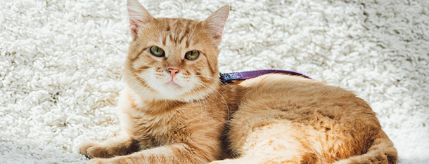 Kot z włosami – poznaj rasy kotów z włosami