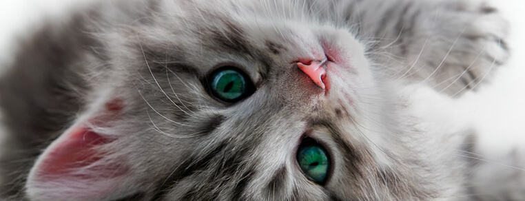 Czym karmić kota w zależności od jego wieku?