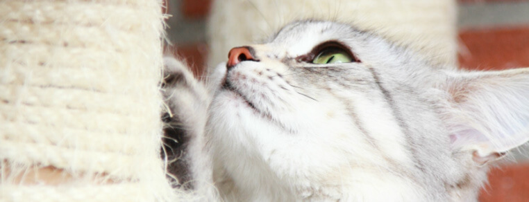 Jak dbać o pazury swojego kota?