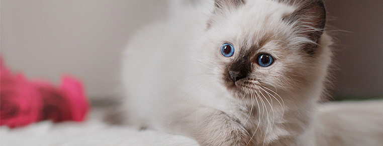 Jak przygotować dom przyjazny kotom?