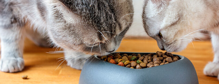 Karmy uzupełniające dla kotów