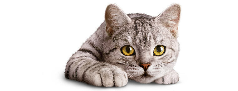 Naturalne instynkty Twojego kotka