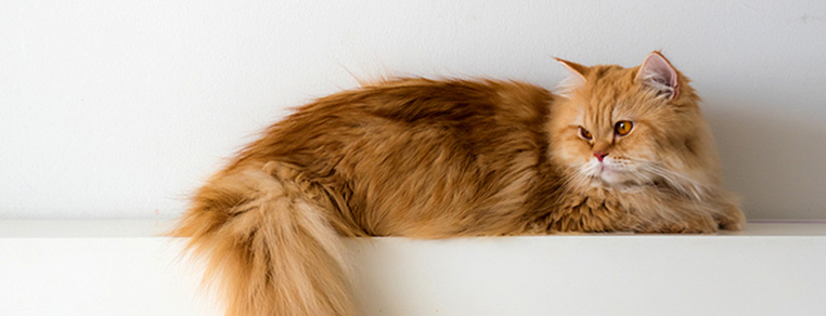 Ograniczanie agresji u kota