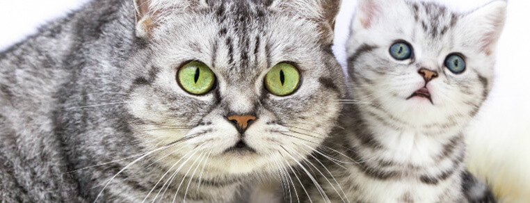 Problemy z brzuszkiem u kotka