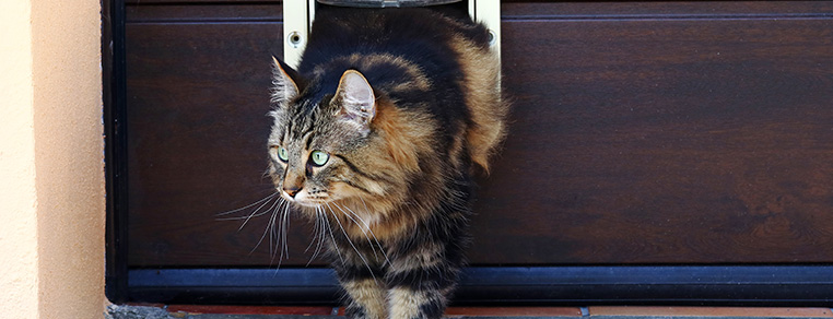 Używanie drzwiczek dla kotów