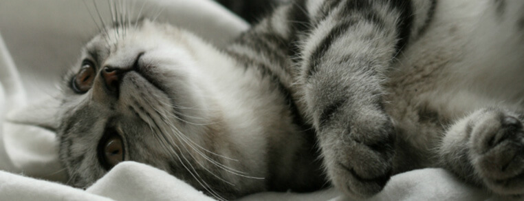 Wskazówki dotyczące karmienia kota