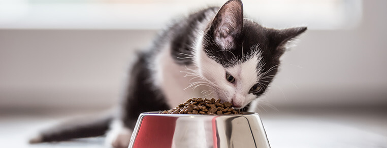 Zabawa w czasie karmienia kota