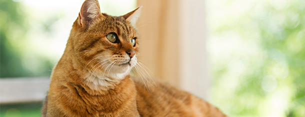 Najlepsza karma dla kota - co podawać naszemu podopiecznemu?