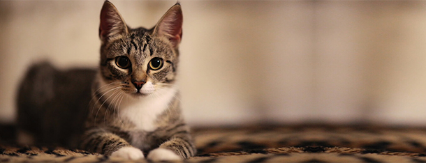 Suchy nos u kota – symptom choroby?