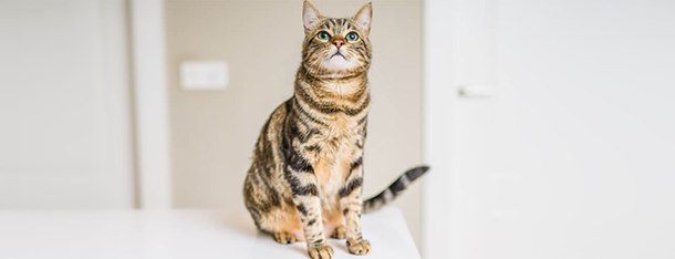 Czy kot może jeść makaron? Podstawa czy dodatek w diecie kota?