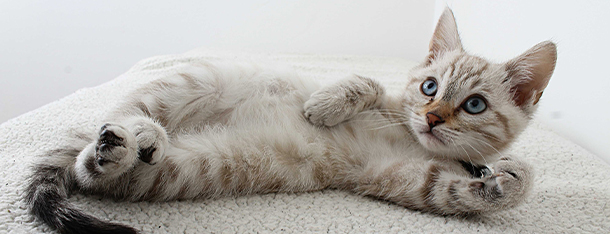 Czy kot może jeść gotowanego kurczaka?