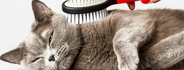 Czy powinieneś kąpać swojego kota?