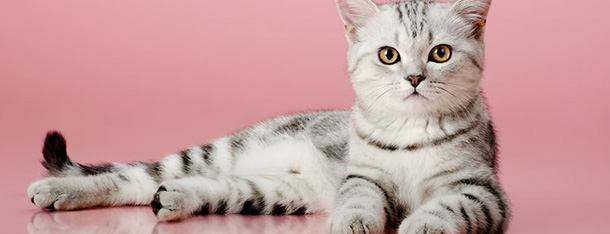 Jak podać kotu tabletkę? Porady dla opiekunów