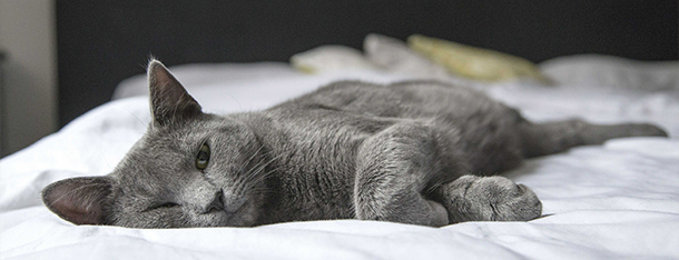 Kot niejadek - co podawać do jedzenia naszym wybrednym pupilom?