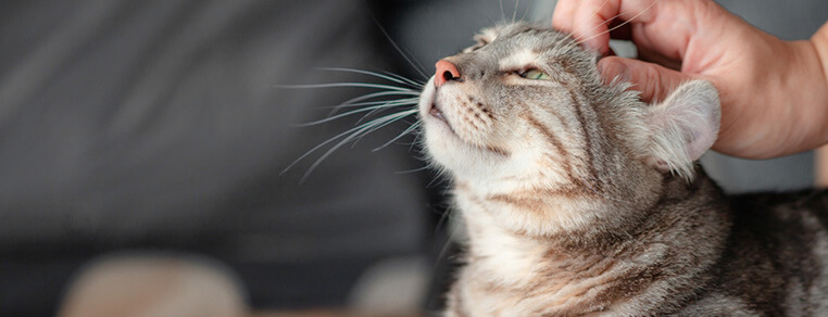 Częste problemy zdrowotne starszych kotów 