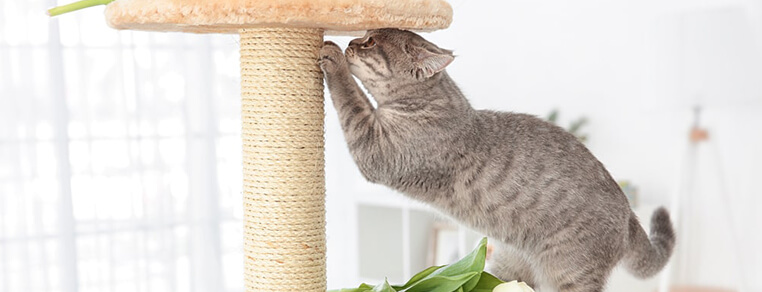 Czy każdy kot potrzebuje drapaka?