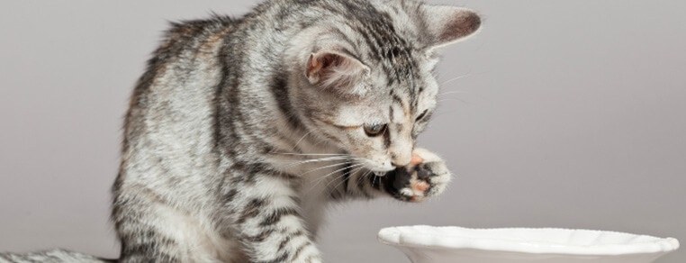 Czy kot może pić mleko?